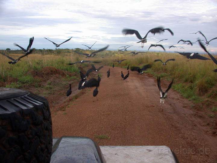 af_uganda_019.jpg - Unterwegs mit dem 4x4 in Uganda     Tipp:  Reisebericht Uganda  - Erlebnisse, Fakten und viele Reisetipps 