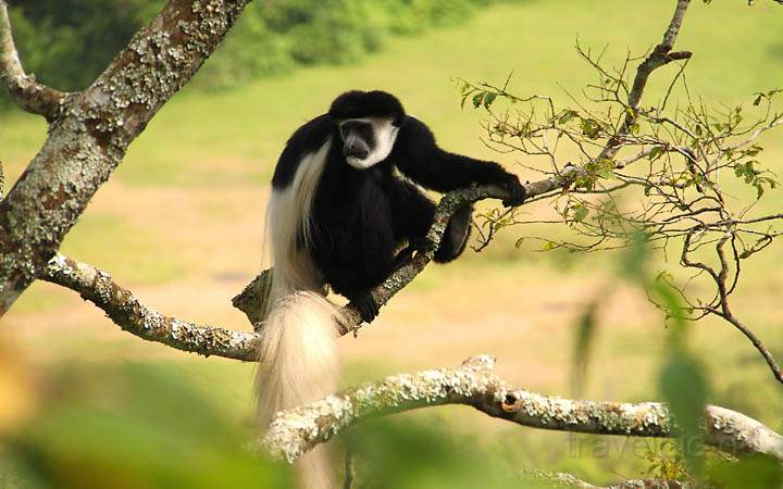 af_tz_arusha_np_002.jpg - Ein Mantelaffe im Arusha Nationalpark