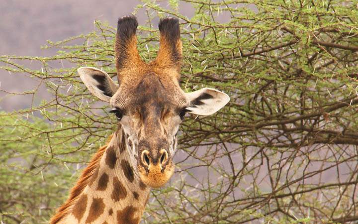 af_tz_serengeti_np_028.jpg - Unterwegs unter Beobachtung einer Giraffe in der Serengeti