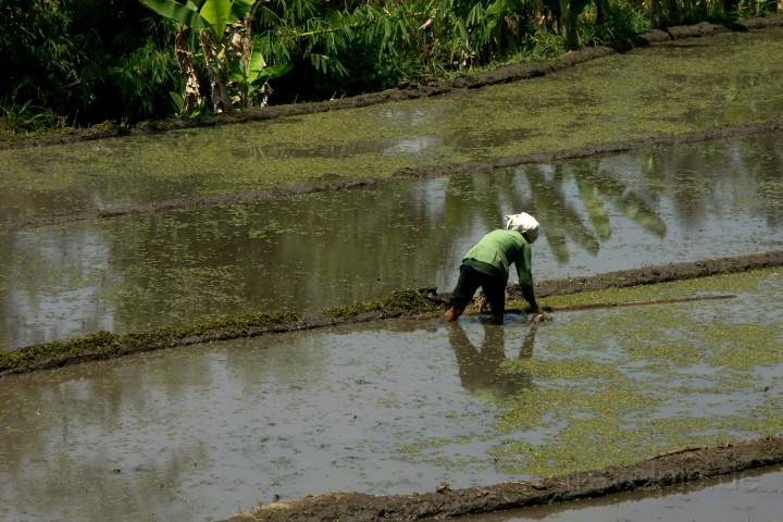 as_id_java_004.JPG - Ein Reisfeld wird bestellt auf der Insel Java in Indonesien