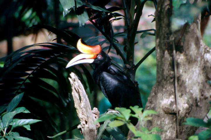 as_malaysia_007.JPG - Ein groer Hornbill im Lake Garden in Kuala Lumpur, Malaysia