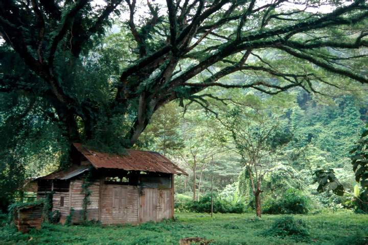 as_malaysia_017.JPG - Eine einsame Htte in der Nhe der Hhle Gua Kela in Perlis im Norden von Malaysia