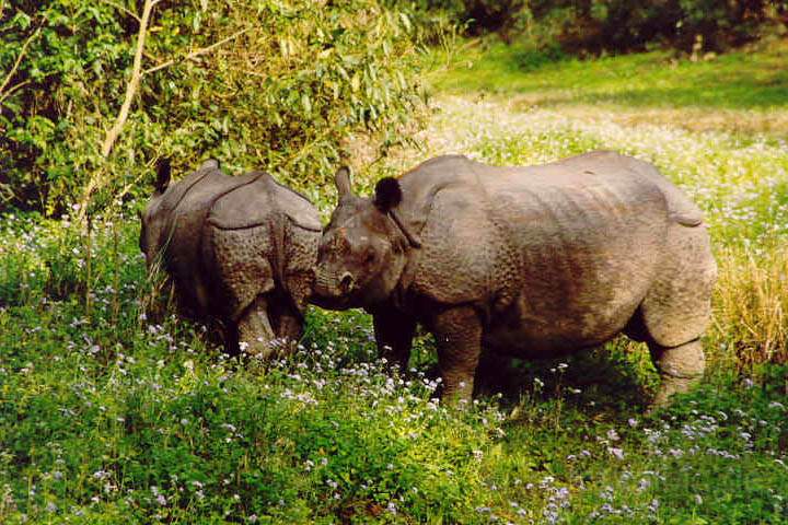 as_np_chitwan_010.JPG - Nashornmutter und Junges im Chitwan Nationalpark