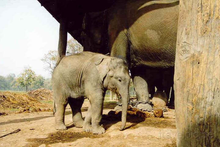 as_np_chitwan_018.JPG - Junger Elefant und seine Mutter in der Elefanten-Aufzuchtstation