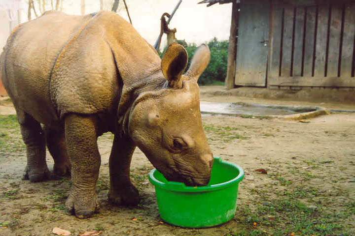 as_np_chitwan_023.JPG - Ein kleiner Nashorn-Waise wird von Wildhtern aufgezogen