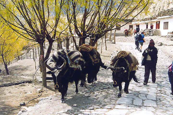 as_np_annapurna_013.JPG - Yaks als Lastentrger in Jomsom