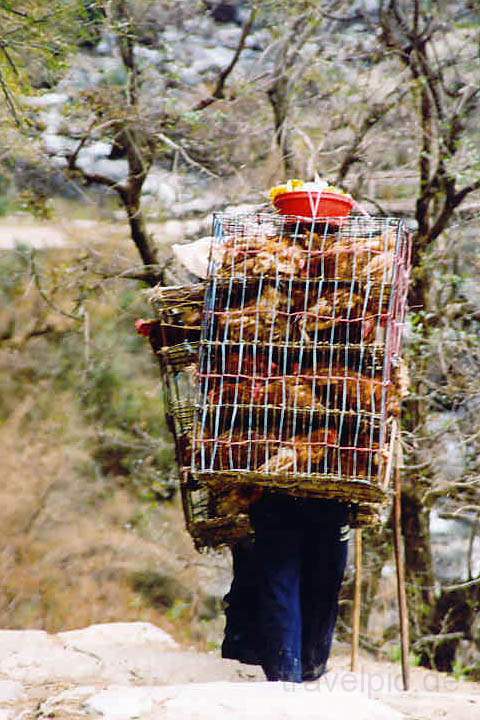 as_np_annapurna_016.JPG - Transport lebender Hhner im Kali Gandaki Tal bei Ghasa