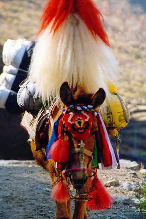 as_np_annapurna_018.JPG - Ein Lastenpony im Kali Gandaki Tal auf dem Weg nach Tatopani