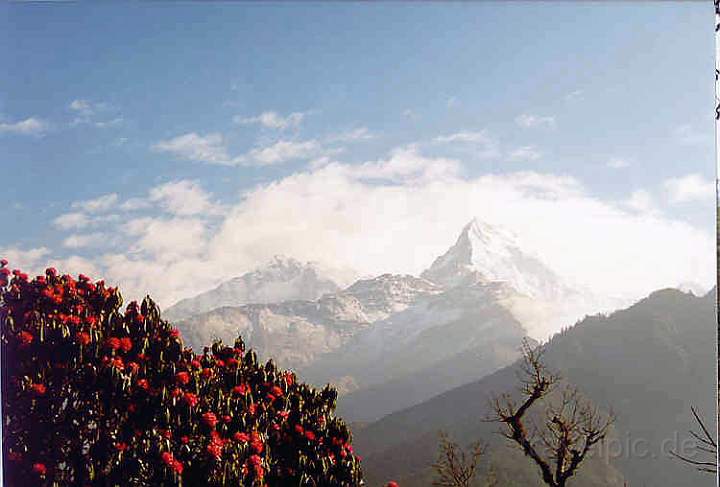 as_np_annapurna_023.JPG - Blhende Rhododendron-Bume und Blick auf den Himalaya von Ghorepani aus