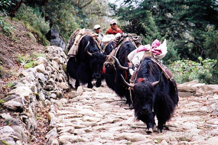 as_np_mt_everest_007.jpg - Yaks als Lastentrger einer Trekkingorganisation im Khumbu-Tal