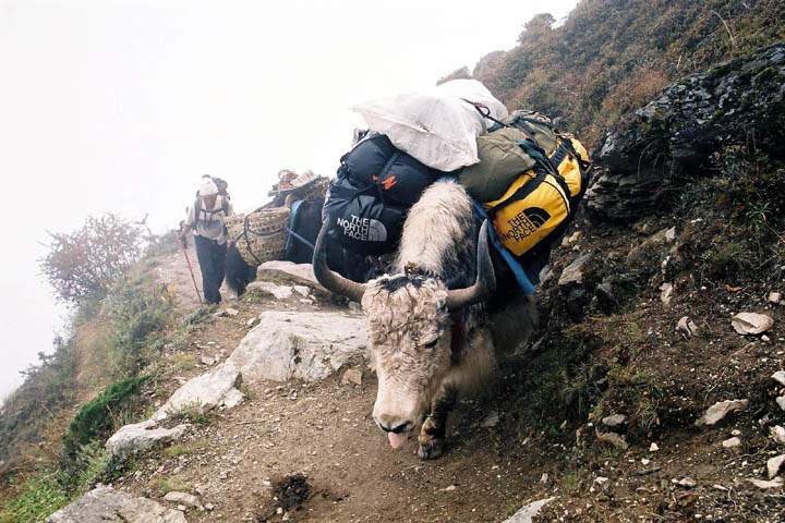 as_np_mt_everest_026.jpg - Yak als Lastentrger einer Trekkinggruppe im Gokyo-Tal