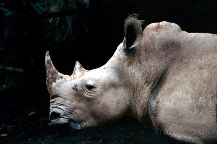 as_singapur_007.JPG - Ein Nashorn im Zoo von Singapur