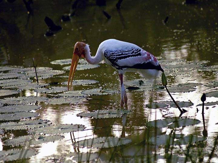 as_sri_lanka_024.jpg