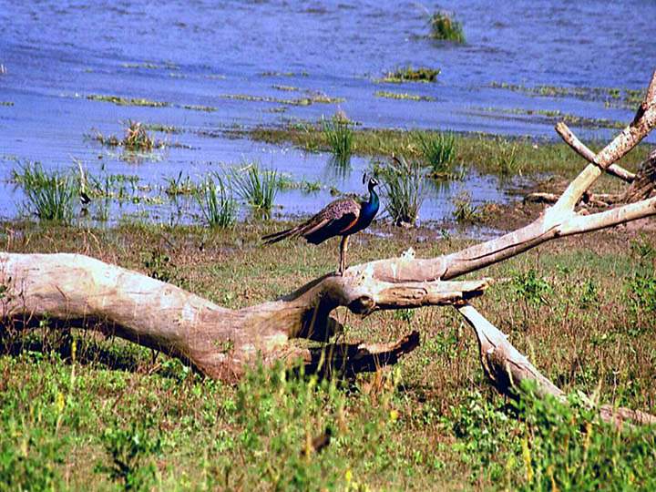 as_sri_lanka_025.jpg