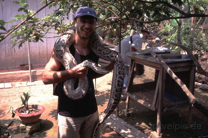 as_vietnam_006.JPG - Eine 20kg Boa auf den Schultern in einer Schlangenfarm im Mekong-Delta, Vietnam