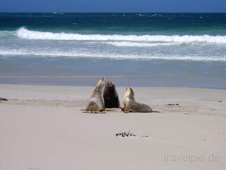 au_au_008.jpg - Australische Seelwen auf Kangaroo Island