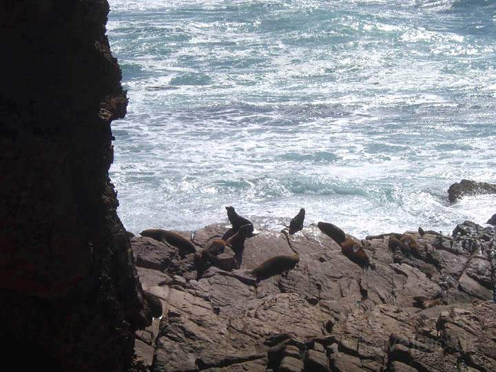 au_au_010.jpg - Die New Zealand Seals (Robben) kann man von einem hhergelegenen Bordwalk bewundern