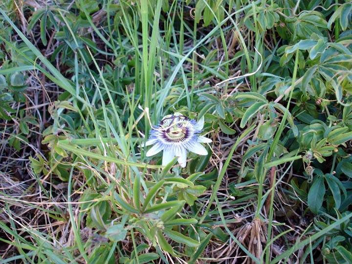 au_au_011.jpg - Eine Passionsblume auf Kangaroo Island