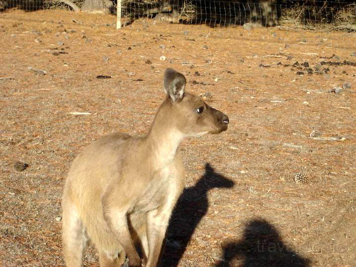 au_au_013.jpg - Ein Knguru im Naturparadies Kangaroo Island