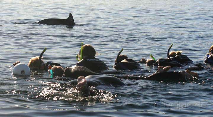 au_au_017.jpg - Auf einer Swim with Dolphins Tour , die im Hafen Glenelg startet