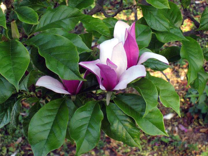 eu_de_darmstadt_023.jpg - Eine Magnolie auf der Rosenhhe in Darmstadt