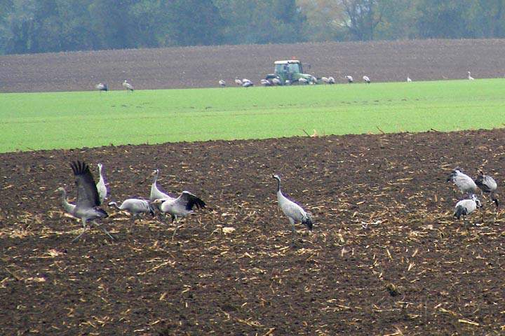 eu_de_fischland_darss_zingst_001.jpg - Kraniche auf abgeernteten Feldern in Vorpommern