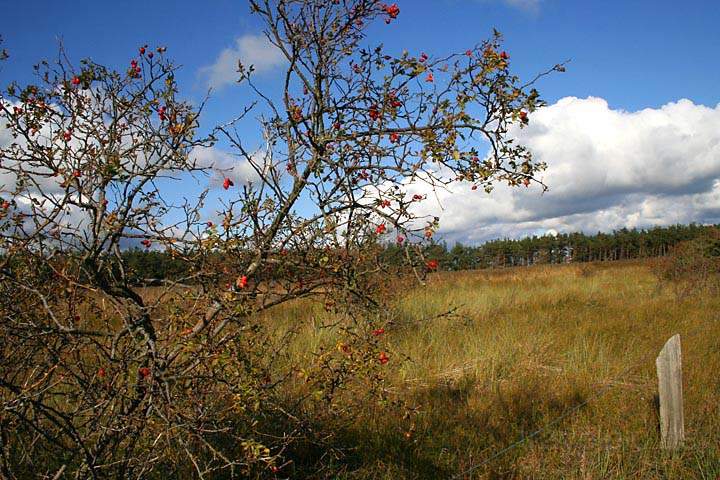 eu_de_fischland_darss_zingst_008.jpg - Eine Herbstlandschaft auf dem Dar in Norddeutschland