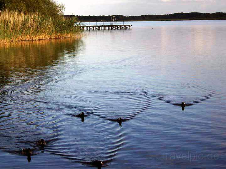 eu_de_mecklenburgische_seenplatte_008.jpg - Der Mritzer See bei Rbel, Mecklenburg-Vorpommern