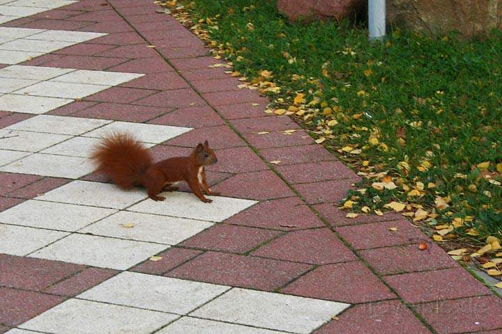 eu_de_usedom_027.jpg - Ein Eichhrnchen in Koserow auf der Insel Usedom