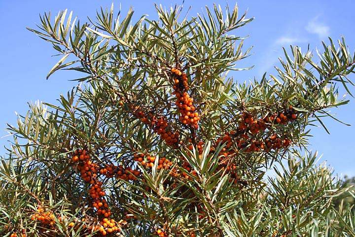 eu_de_usedom_030.jpg - Ein Sanddornbeeren-Strauch auf der Insel Usedom