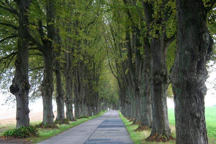 eu_de_usedom_036.jpg - Die 2 km lange Lindenallee ist ein Naturschutzdenkmal bei Krummin