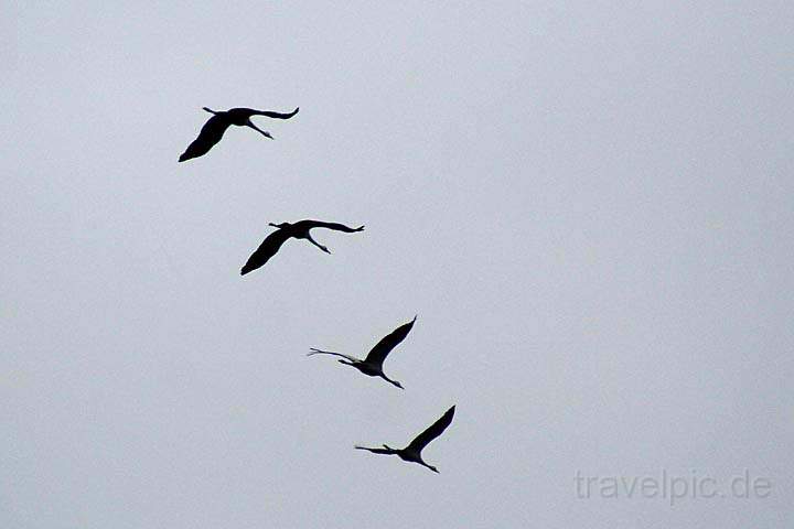 eu_de_usedom_042.jpg - Kraniche im Flug bei Krummerow in Mecklenburg-Vorpommern