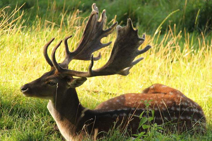 eu_de_waldenburg_020.jpg - Ein Hirsch im Park von Waldenburg