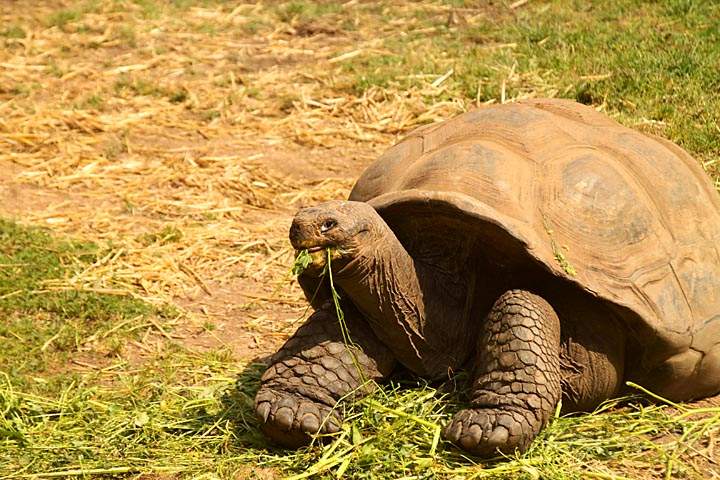 eu_fr_korsika_IMG_1470.jpg - viele Arten von Schildkrten, Schildkrtenfarm zwischen Ajaccio u. Corte