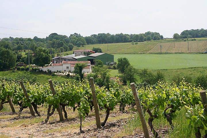 eu_fr_loire_tal_002.jpg - Weingut an der Loire bei Rochefort sur Loire