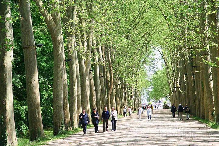 eu_fr_loire_tal_013.jpg - Allee beim Schlo Chenonceaux am Flu Cher