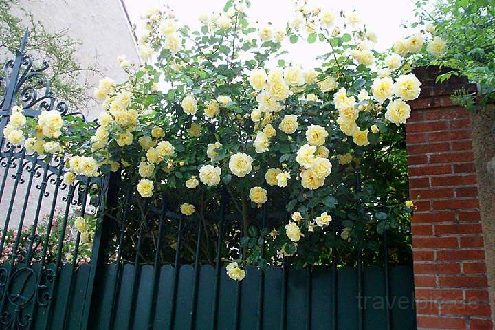 eu_fr_loire_tal_022.jpg - Rosen-Idylle in St.Dye sur Loire