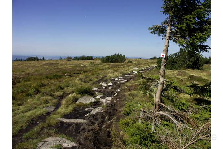 eu_fr_vogesen_004.jpg - Wanderweg auf eine Hochebene in den Vogesen, Frankreich