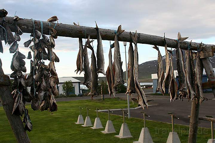 eu_island_010.jpg - Zum Trocknen aufgehngter Fisch in Dalvik, Island