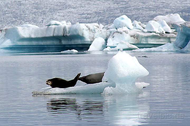 eu_island_040.jpg - Seehunde auf einer Eisscholle in der Gletscherlagune Jkulsarlon