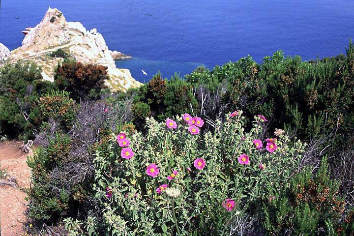 eu_it_elba_003.jpg - Der Mwenfelsen auf der Halbinsel Enfola Insel Elba