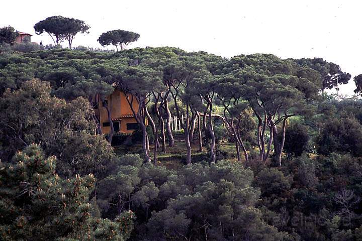 eu_it_elba_005.jpg - Pinienwald bei Budoni auf der Insel Elba