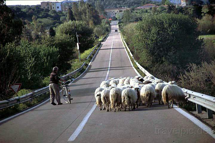 eu_it_sardinien_001.jpg - Schafherde auf der Strae 125 auf Sardinien