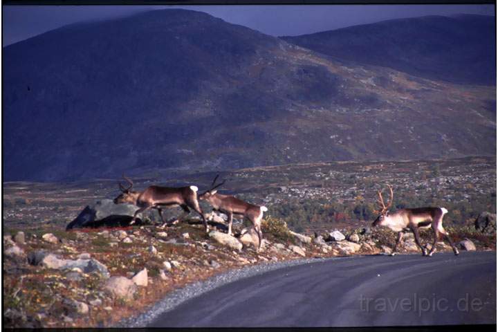 eu_norwegen_014.JPG - Rentiere bei Jontum in Norwegen