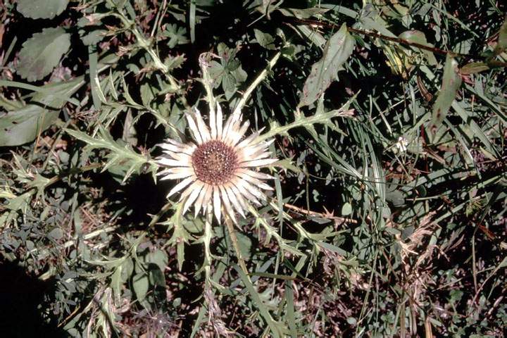 eu_at_alpen_004.JPG - Eine Silberdistel auf dem Fernwanderweg E5 in den Alpen