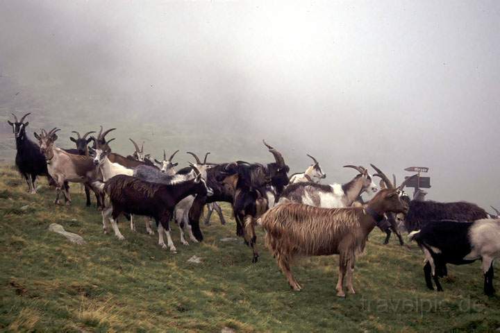 eu_at_alpen_006.JPG - Begegnungen im Nebel beim Aufstieg zum Hirzer auf dem Fernwanderweg E5 in den Alpen