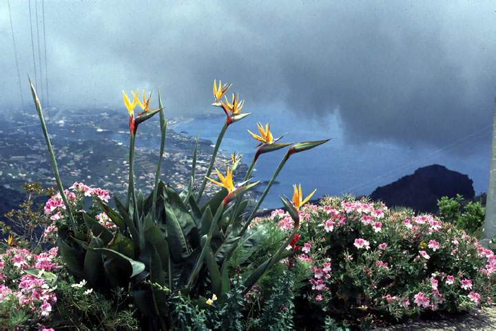 eu_pt_madeira_002.JPG - Madeira, Portugal