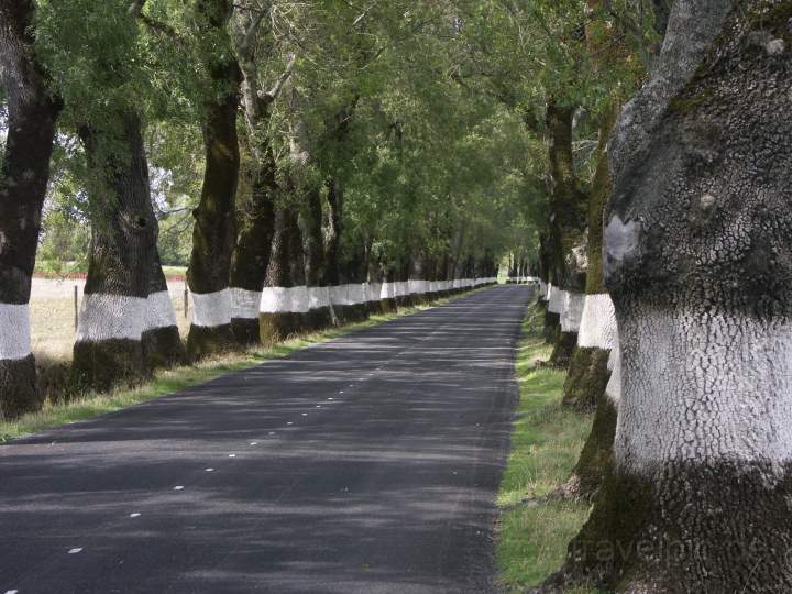 eu_portugal_013.JPG - Eine Baumallee auf dem Weg nach Marvao im mittleren Hinterland von Portugal