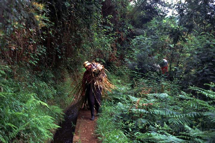 eu_pt_madeira_007.JPG - Wandern entlang der Levadas auf der Insel Madeira, Portugal