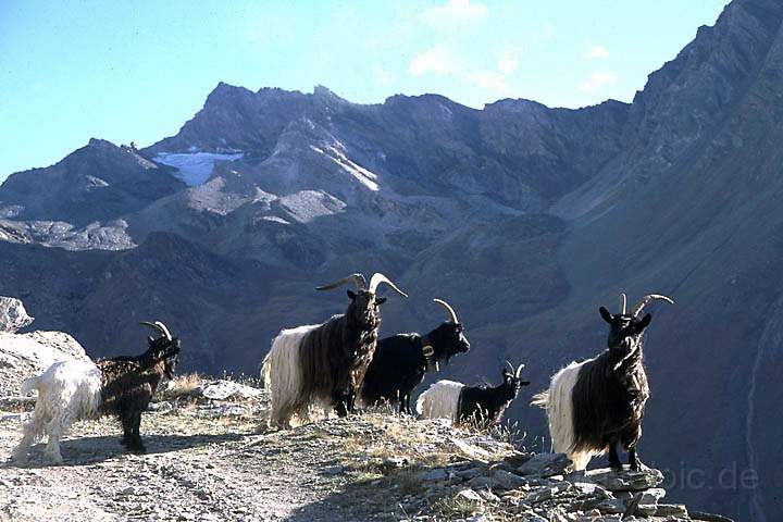 eu_ch_mattertal_011.jpg - Bergziegen beim Abstieg von der Taeschhuett